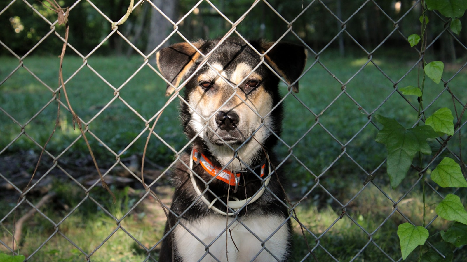 A dog watching through a chain link fence