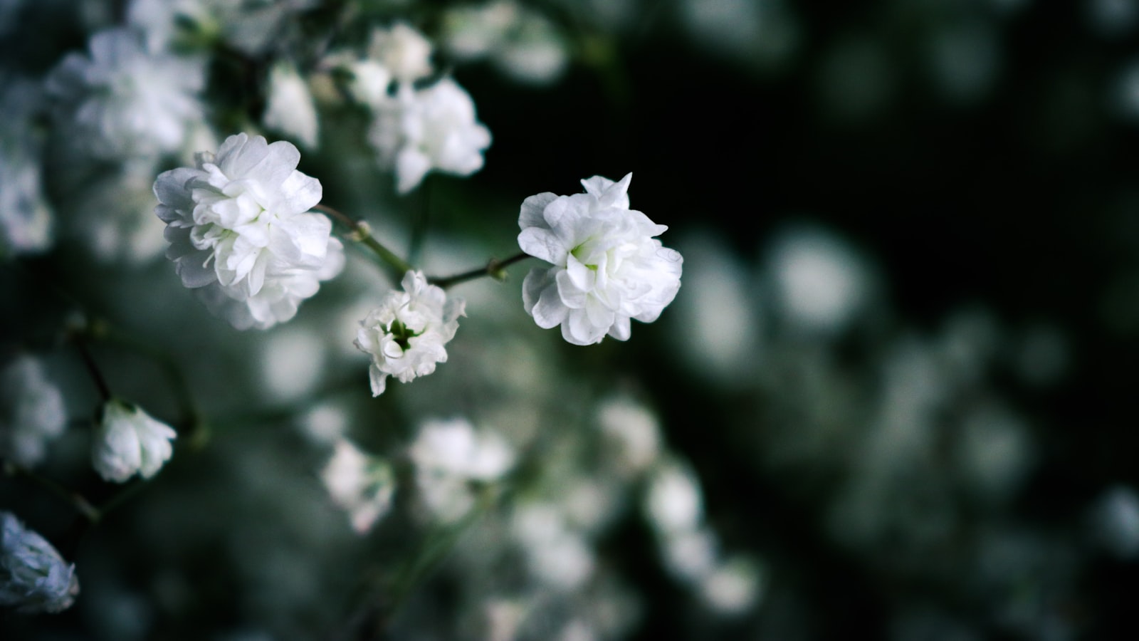 White flowers against a dark background